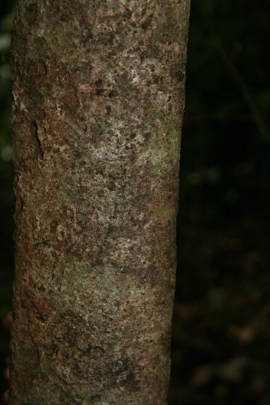 Inga huberi bark