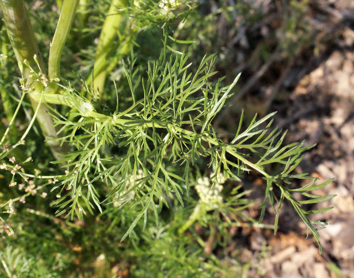 Cuminum cyminum — houseplant care guide