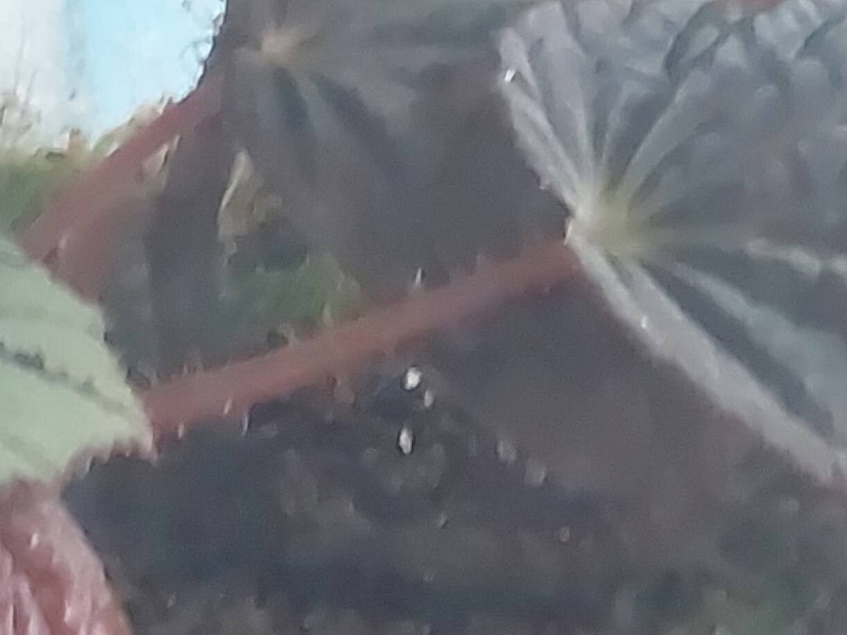 Begonia aketajawensis bark