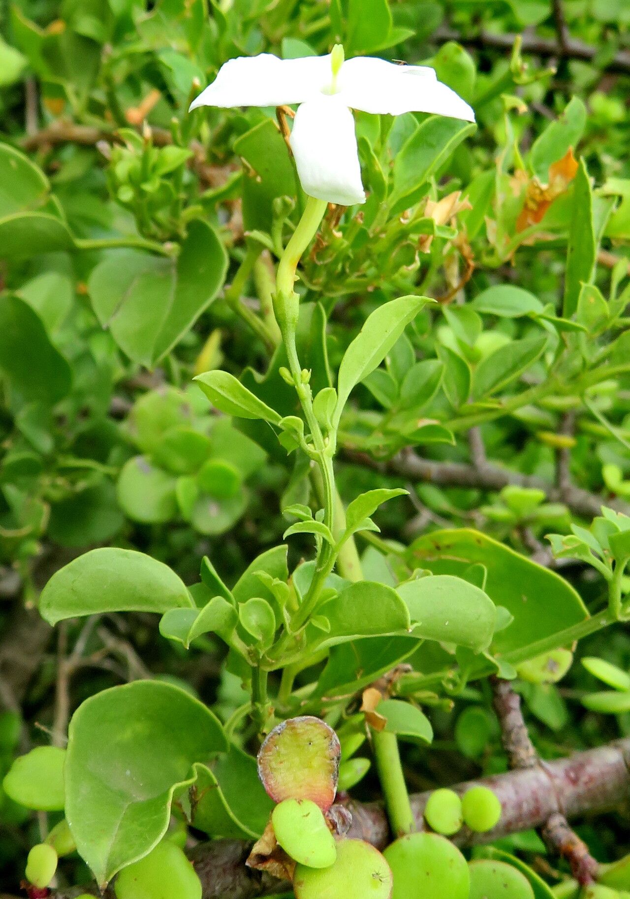 Jasminum angulare habit