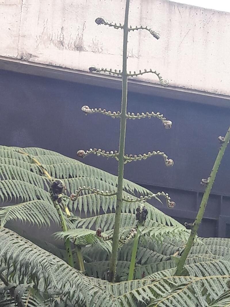 Balantium antarcticum flower