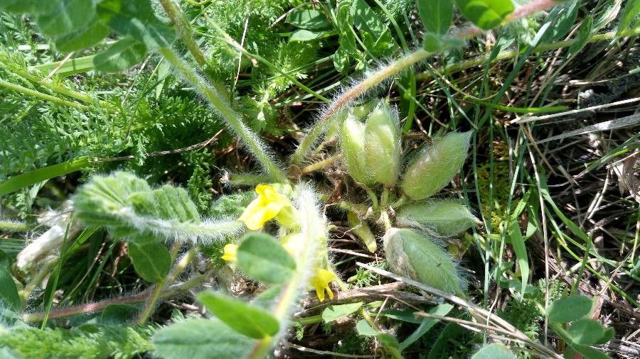 Astragalus exscapus fruit
