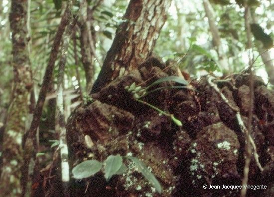 Bulbophyllum pachyanthum bark