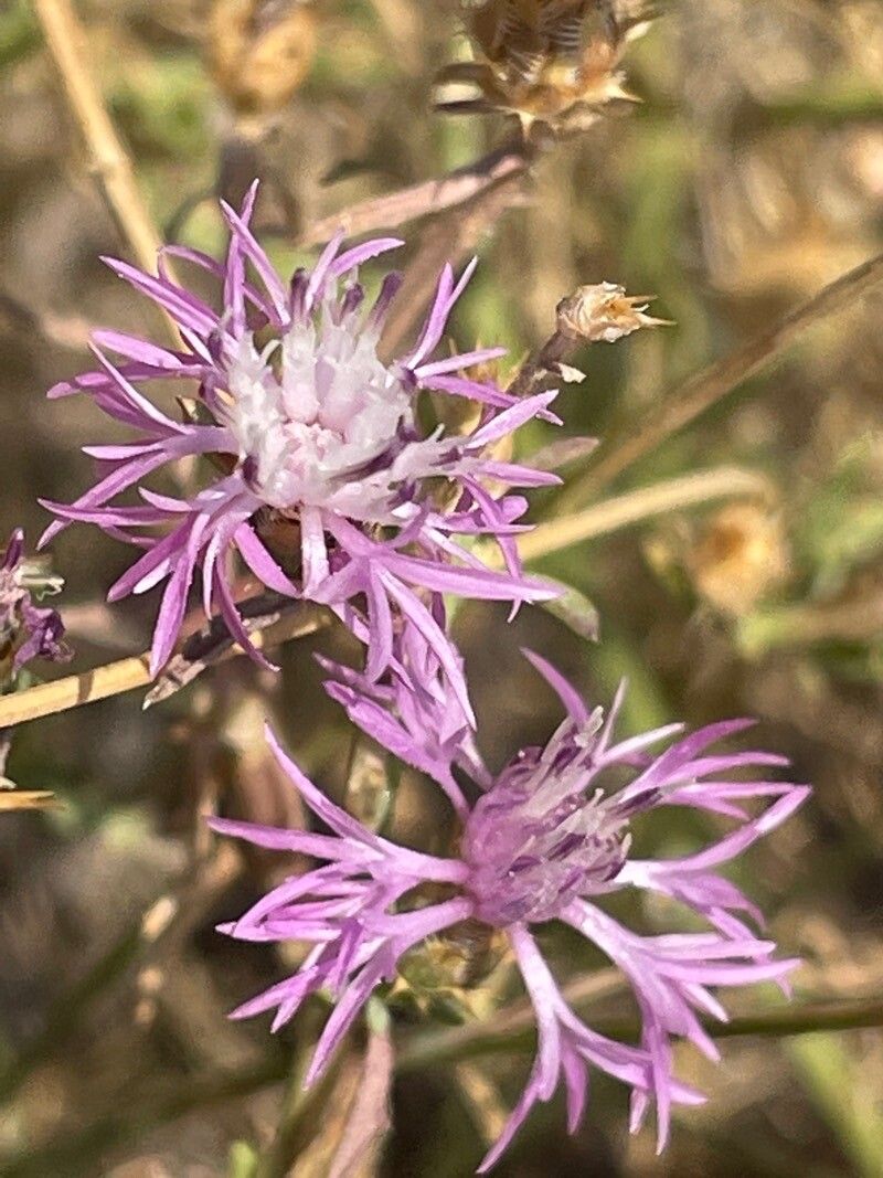 Centaurea dalmatica — houseplant care guide