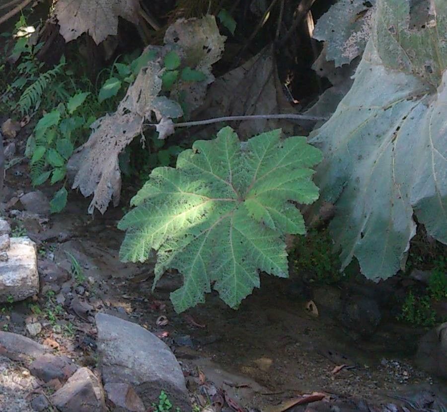 Gunnera aequatoriensis — houseplant care guide