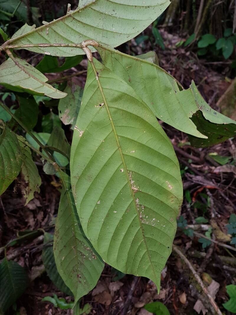 Guarea corticosa — houseplant care guide