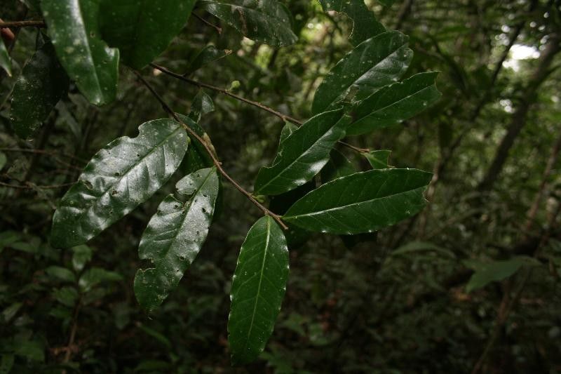 Brunfelsia guianensis — houseplant care guide