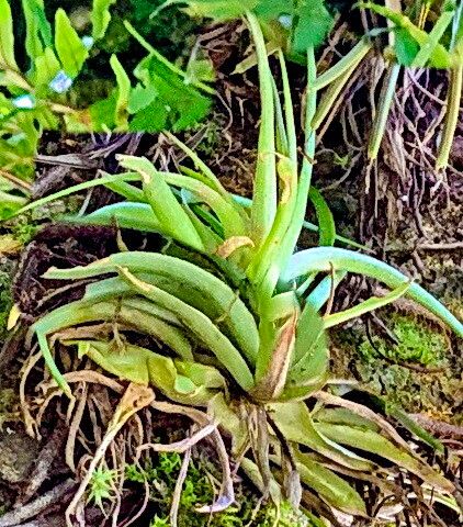 Tillandsia geminiflora — houseplant care guide
