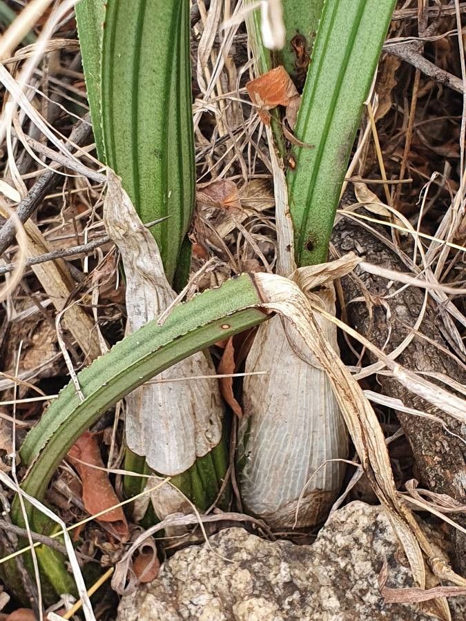 Eulophia petersii bark