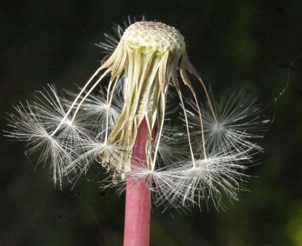 Taraxacum anglicum fruit