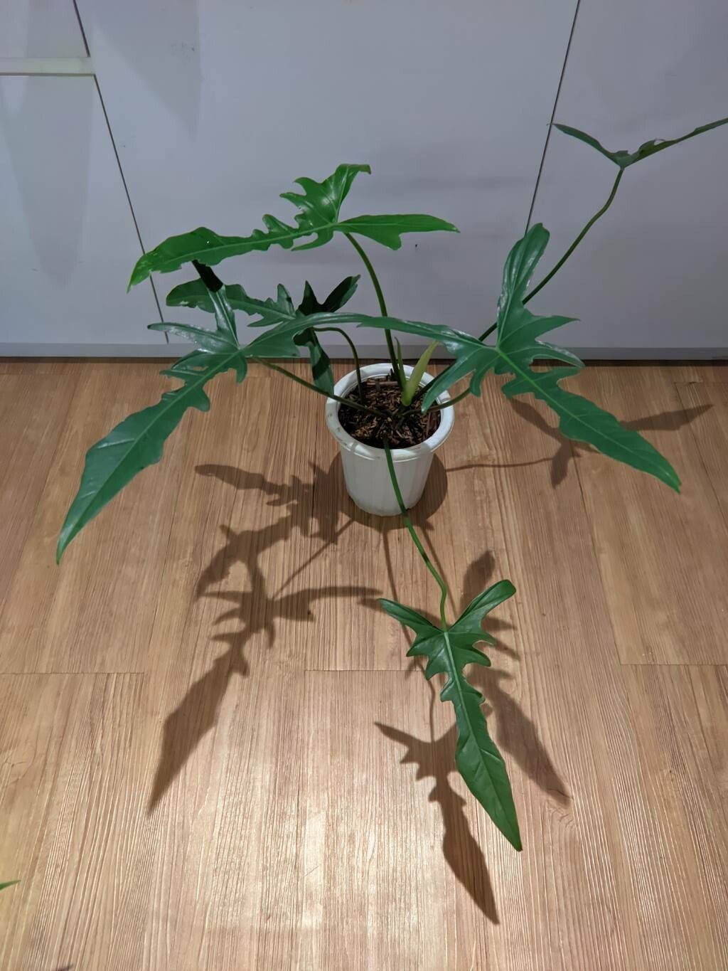 Philodendron longilobatum — search result for 'Philodendron'