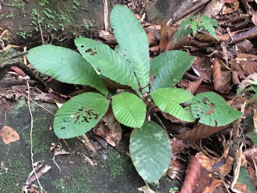 Acrotrema costatum — houseplant care guide