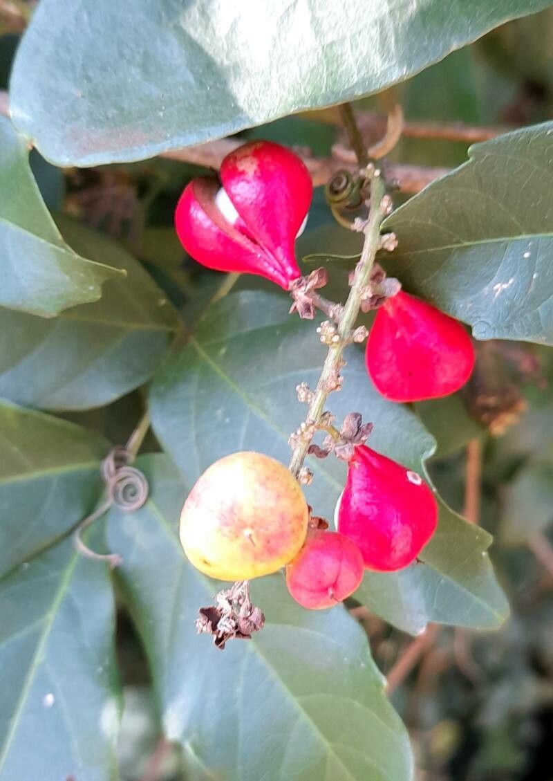 Paullinia elegans fruit