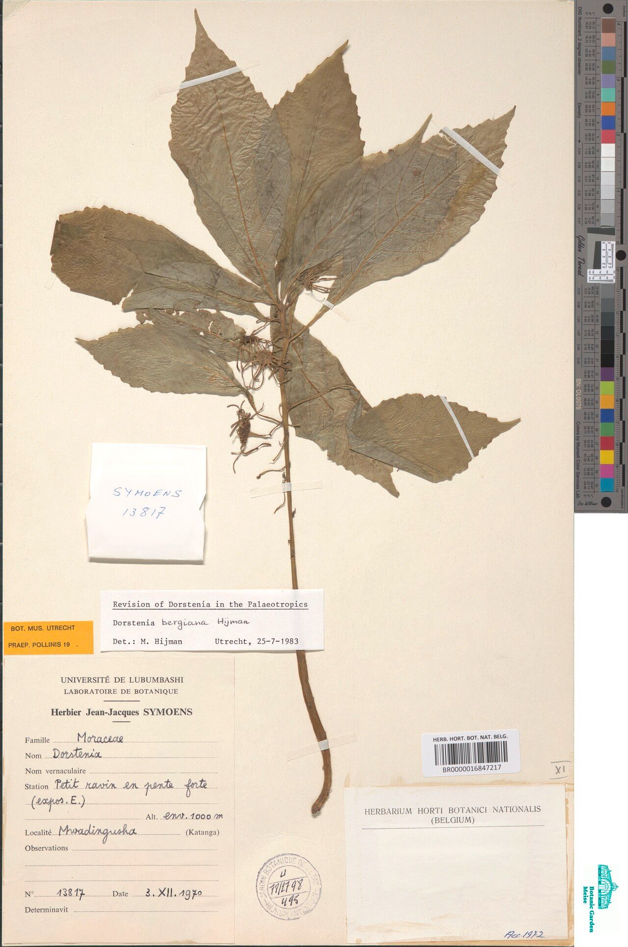 Dorstenia bergiana — search result for 'Dorstenia'