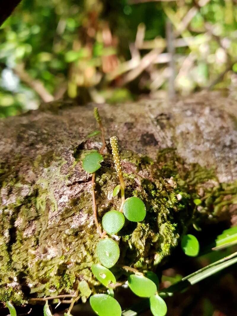 Peperomia tenuicaulis flower