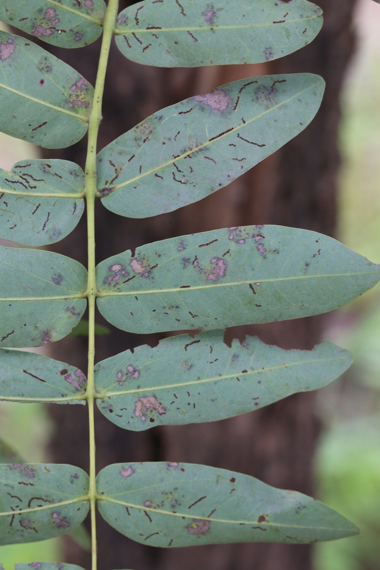 Brachystegia stipulata — houseplant care guide