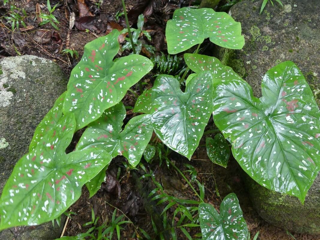 Caladium andreanum