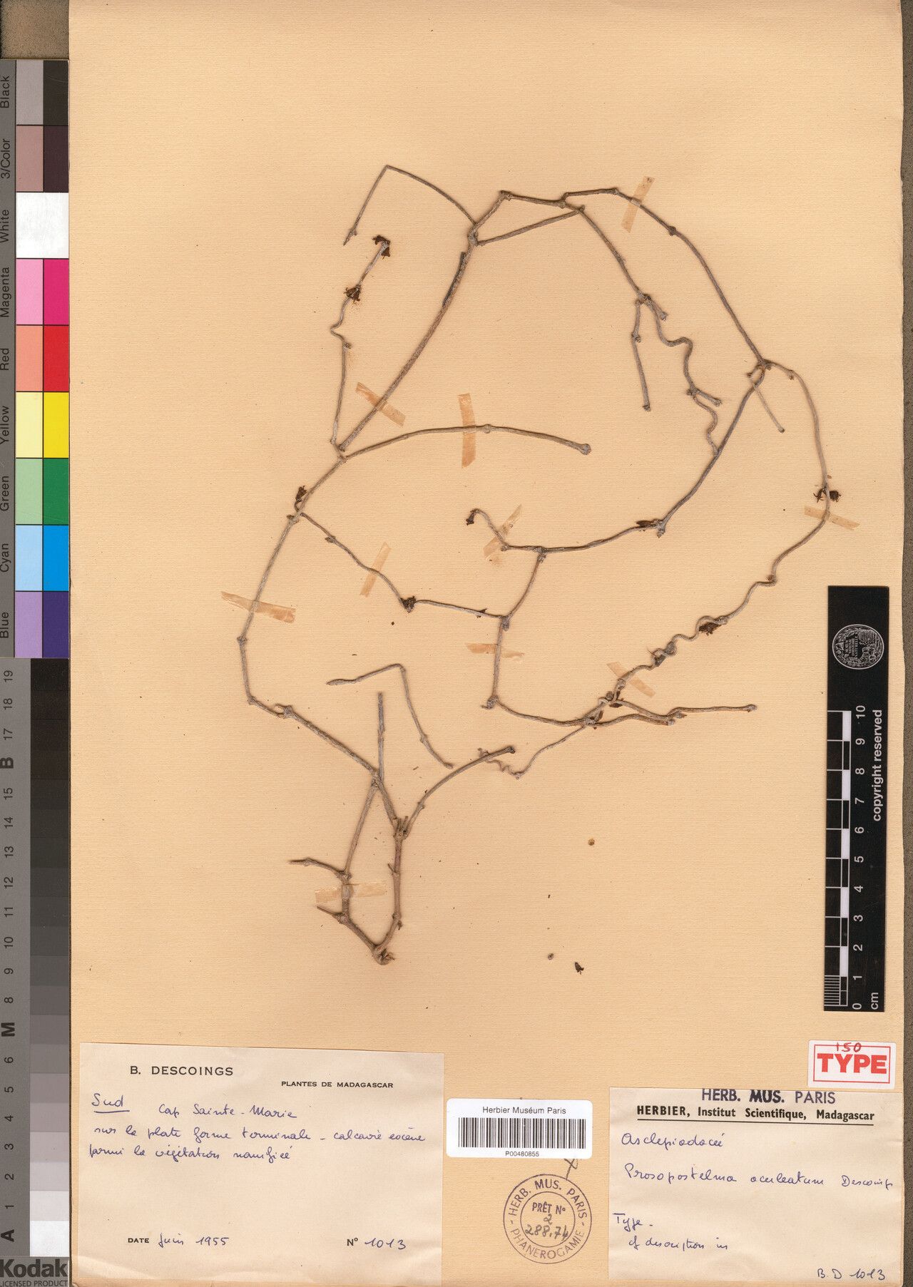 Cynanchum aculeatum — related species from the same genus