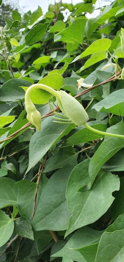 Thunbergia guerkeana other