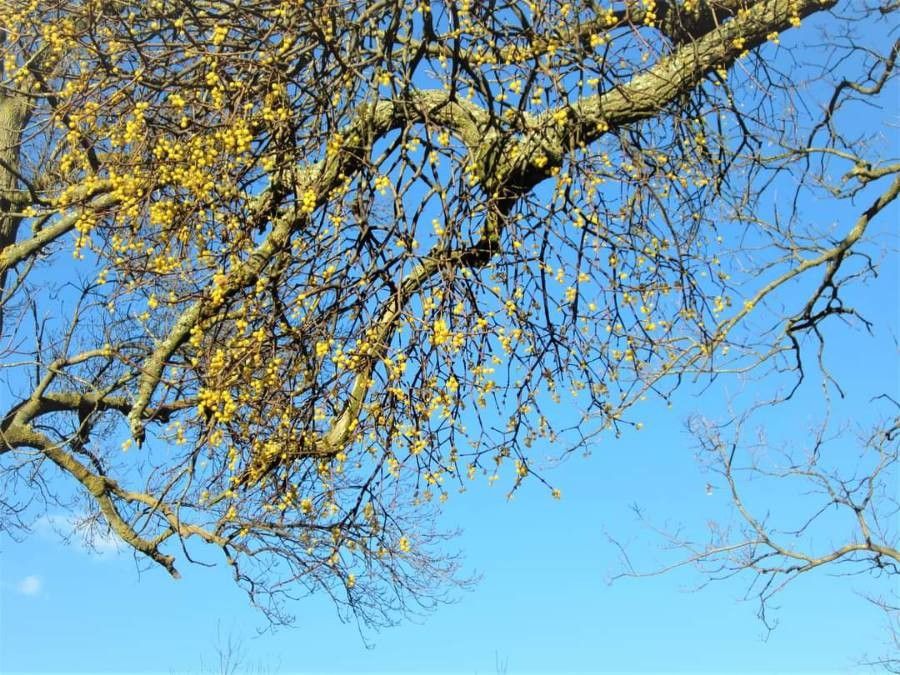 Loranthus europaeus habit