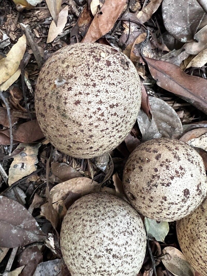 Mammea africana fruit