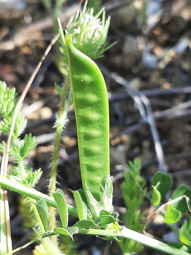 Vicia segetalis fruit