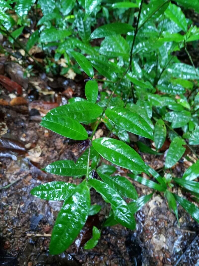Palicourea oblonga leaf