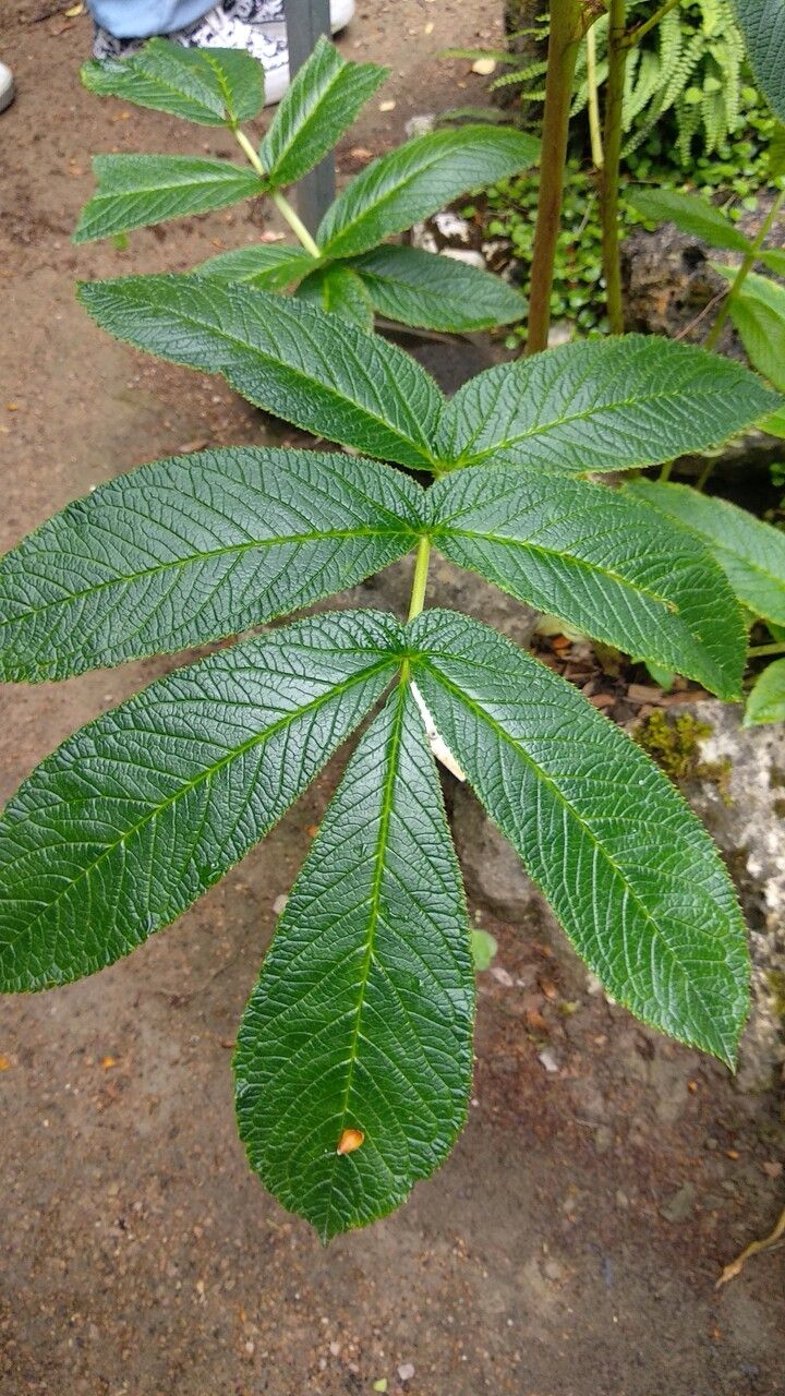 Rodgersia nepalensis — related species from the same genus