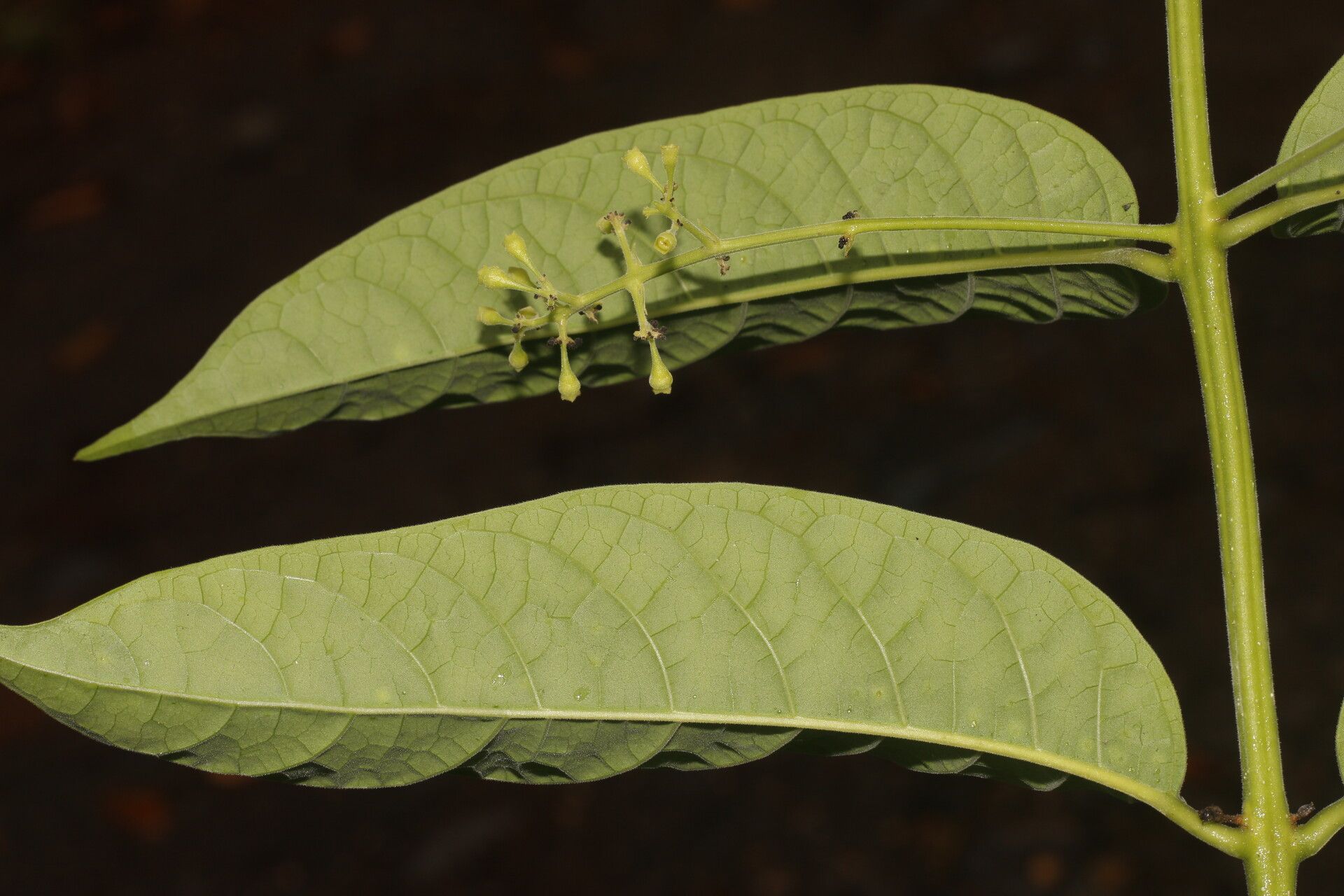 Aegiphila mollis leaf
