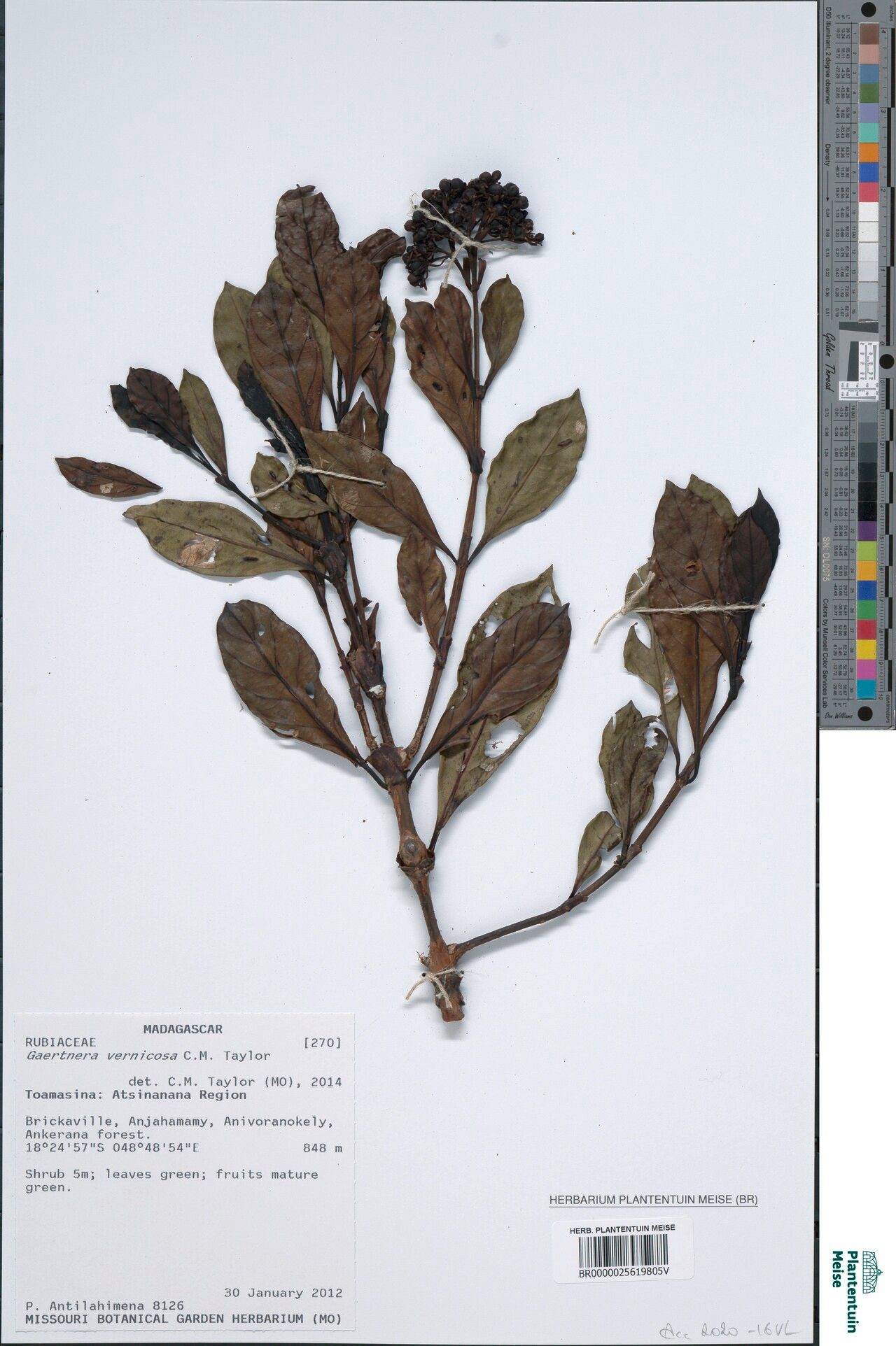 Gaertnera vernicosa — houseplant care guide