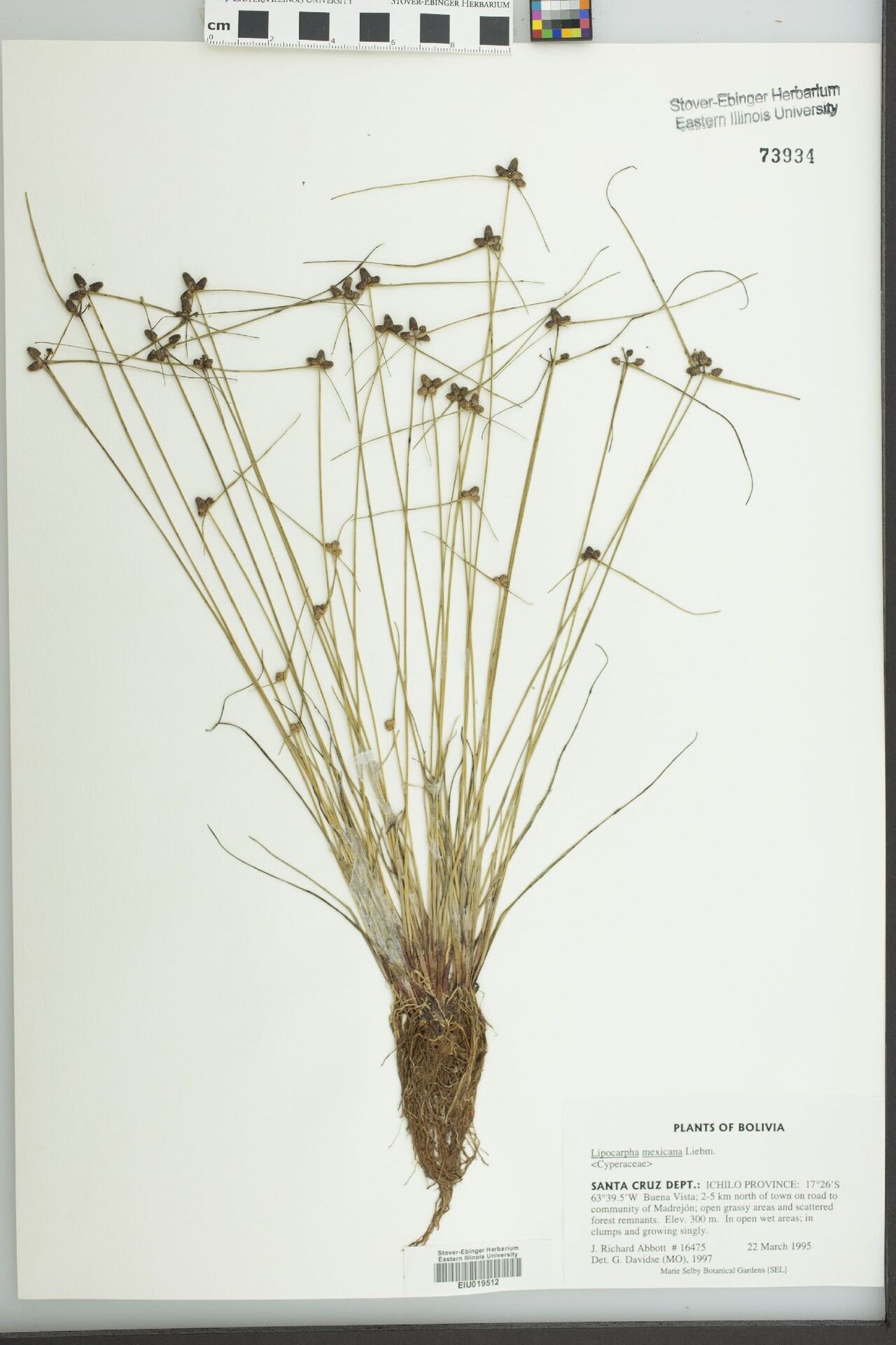 Cyperus lipomexicanus — houseplant care guide