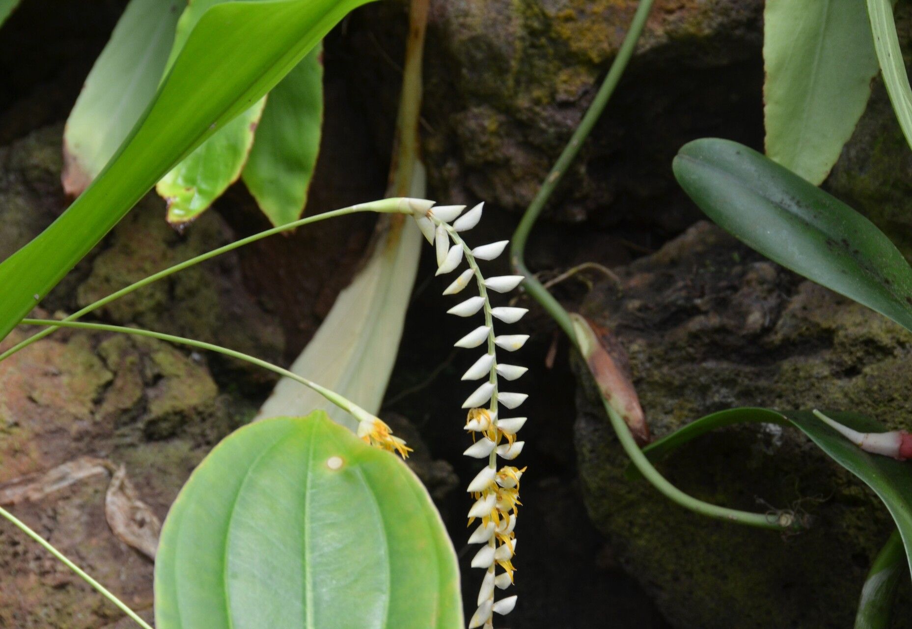 Coelogyne latifolia flower