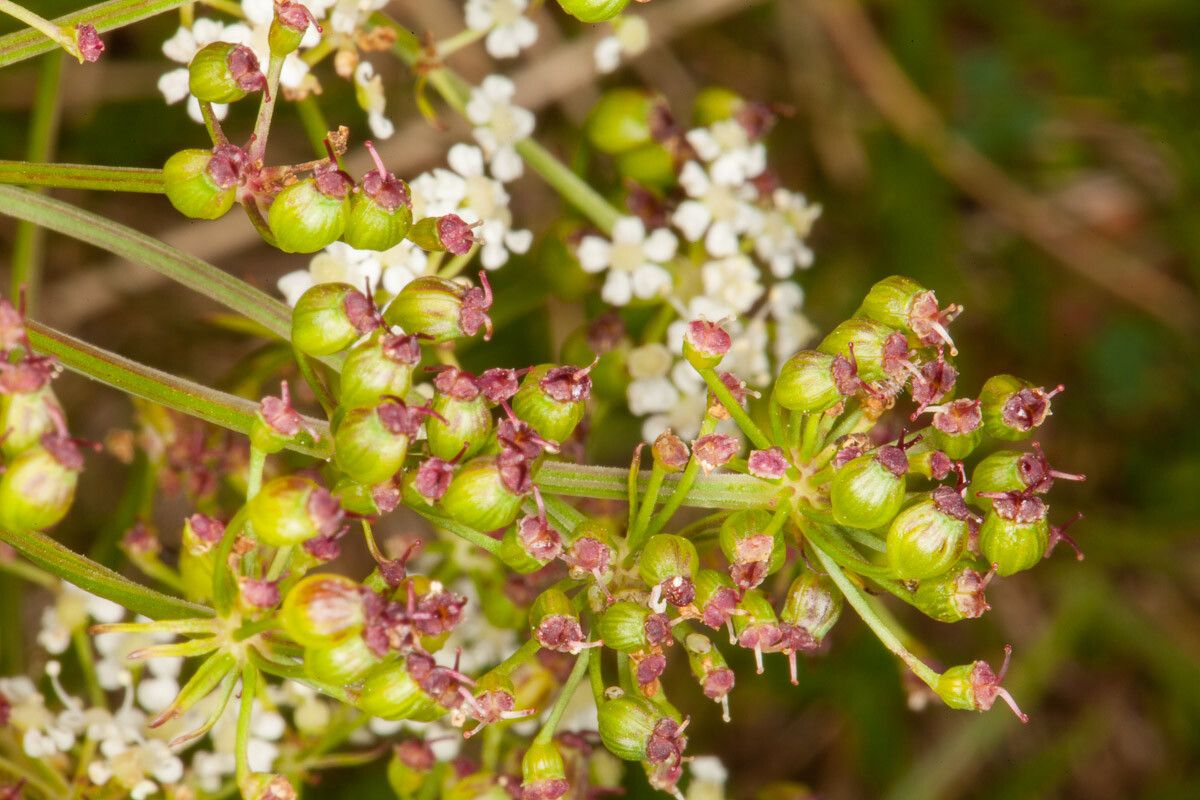 Peucedanum oreoselinum fruit