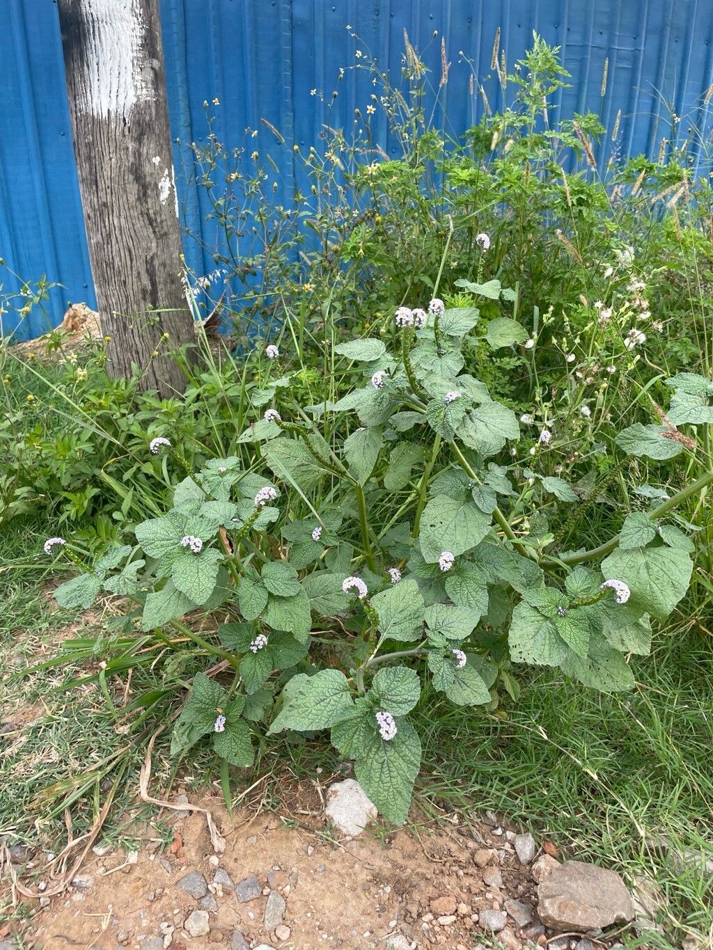 Heliotropium elongatum leaf