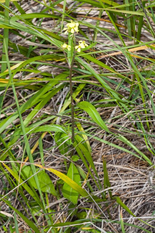 Sisymbrium orientale — search result for 'Sisymbrium'