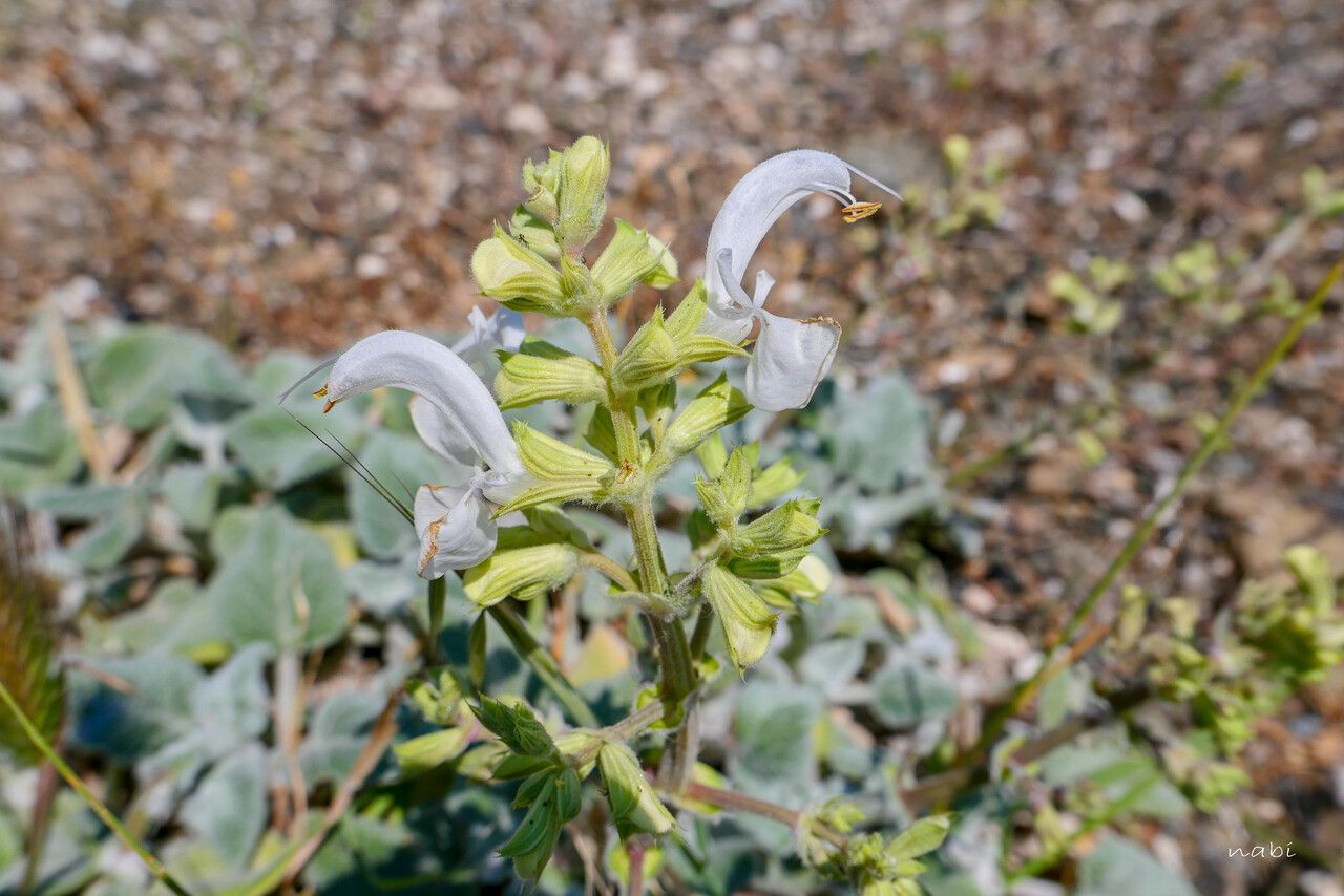 Salvia broussonetii flower
