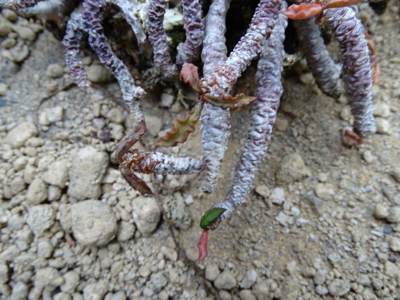 Euphorbia boiteaui — houseplant care guide