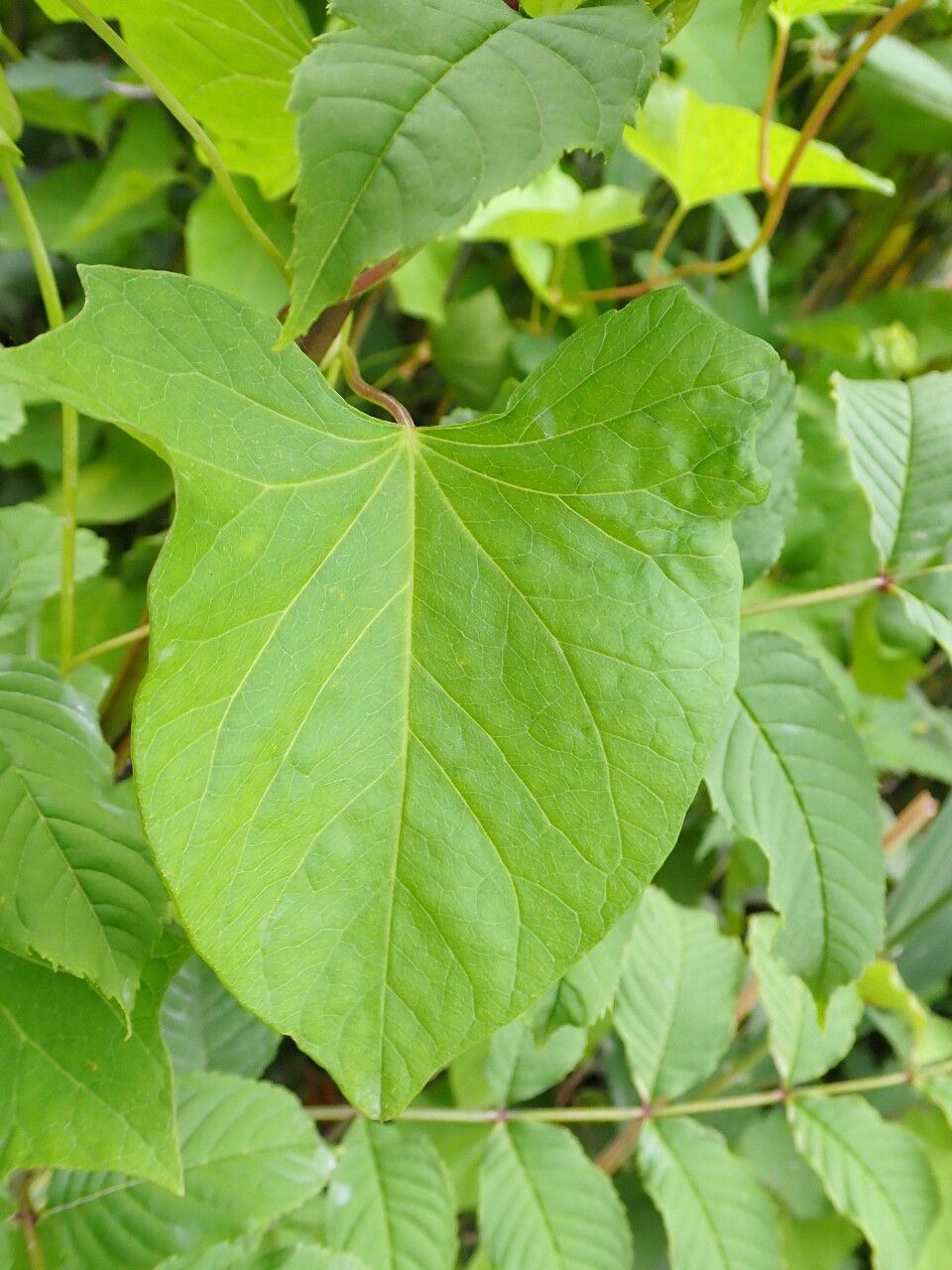 Convolvulus silvaticus — search result for 'Convolvulus'