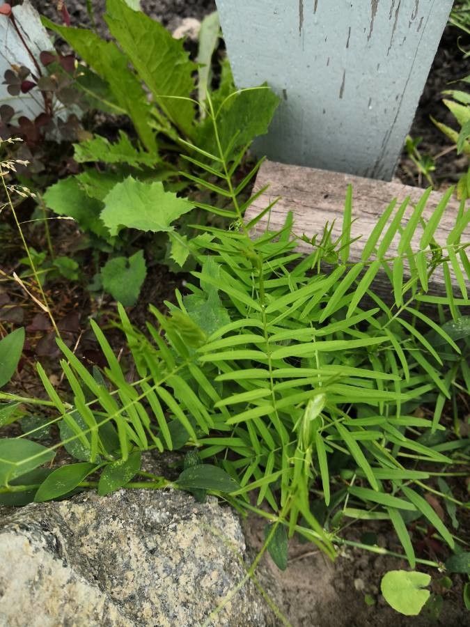 Pellaea atropurpurea leaf