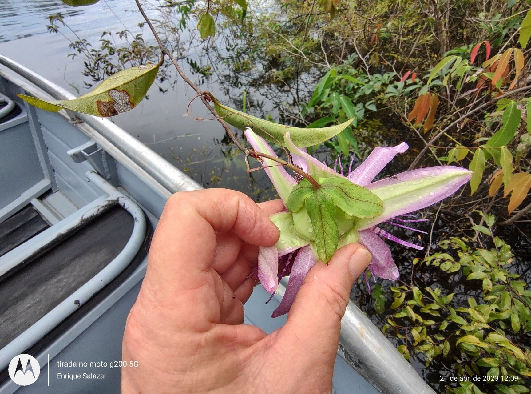 Passiflora phellos — houseplant care guide
