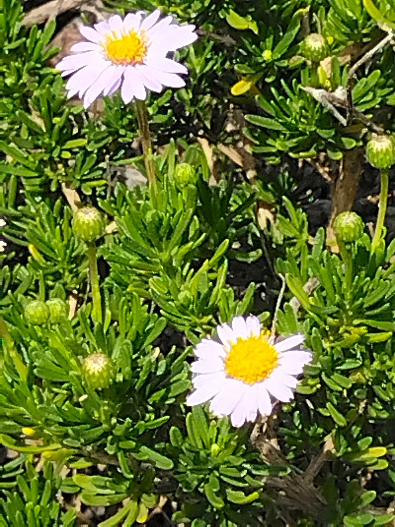Felicia filifolia flower