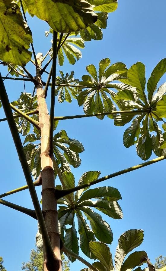 Cecropia pachystachya — search result for 'Urticaceae'
