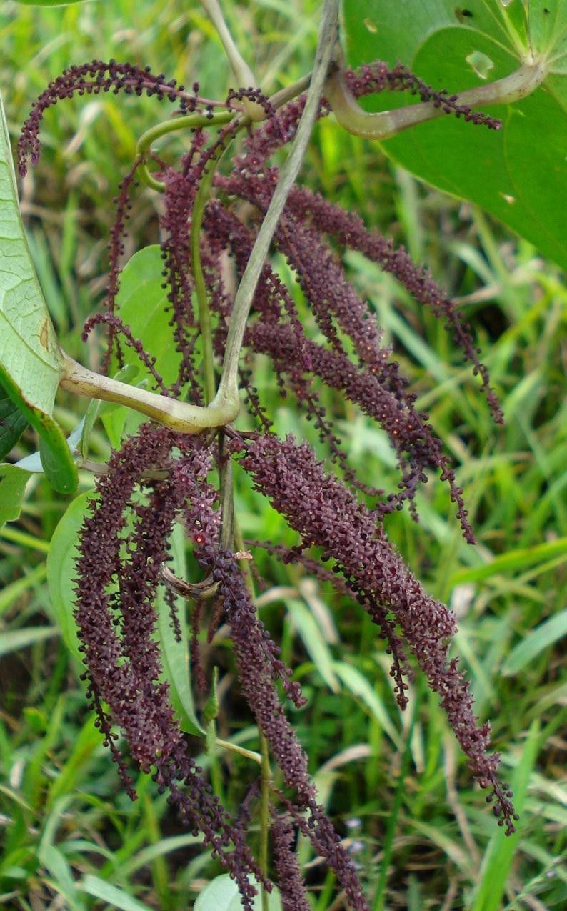 Dioscorea racemosa bark