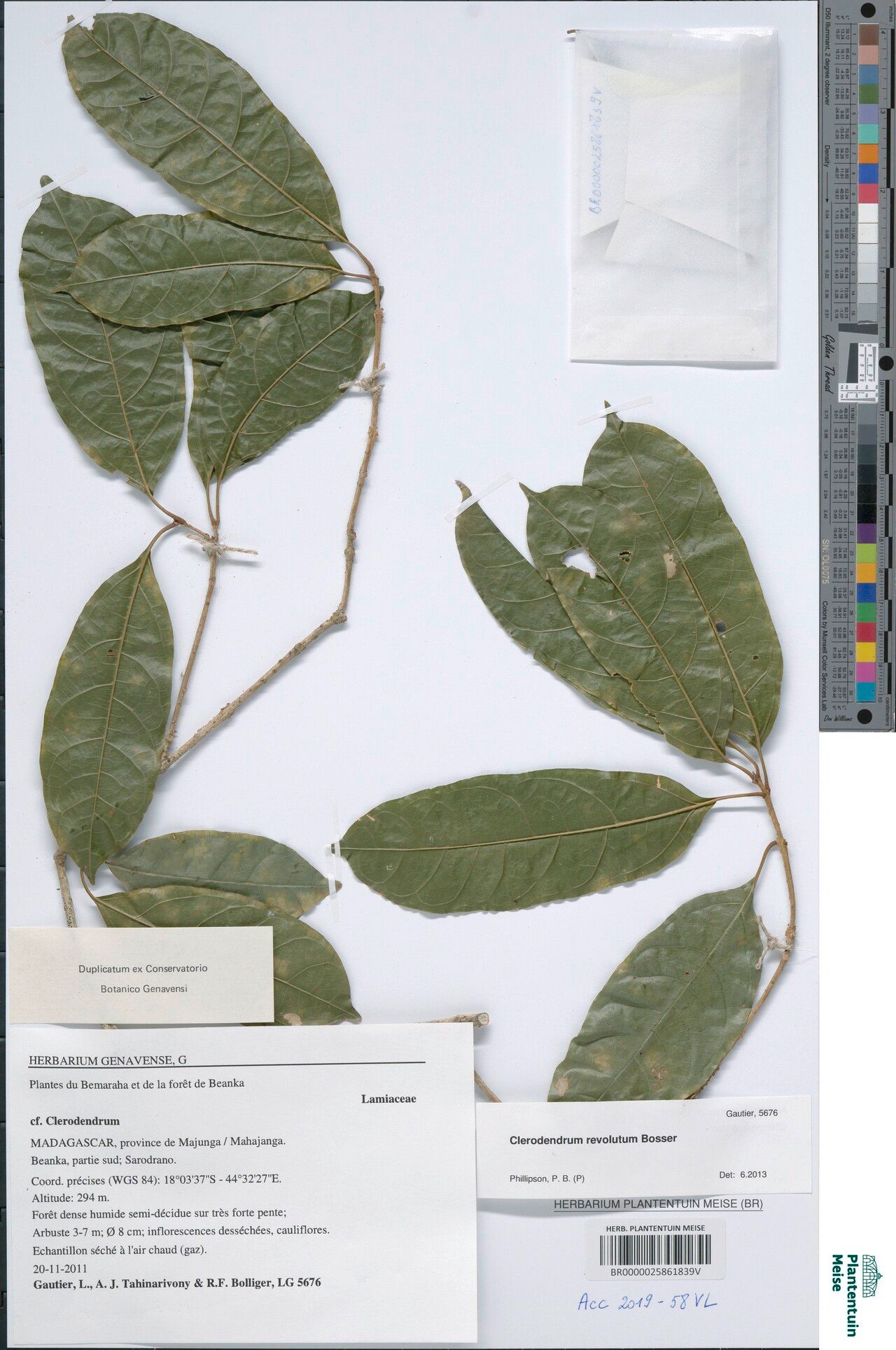 Clerodendrum revolutum — houseplant care guide