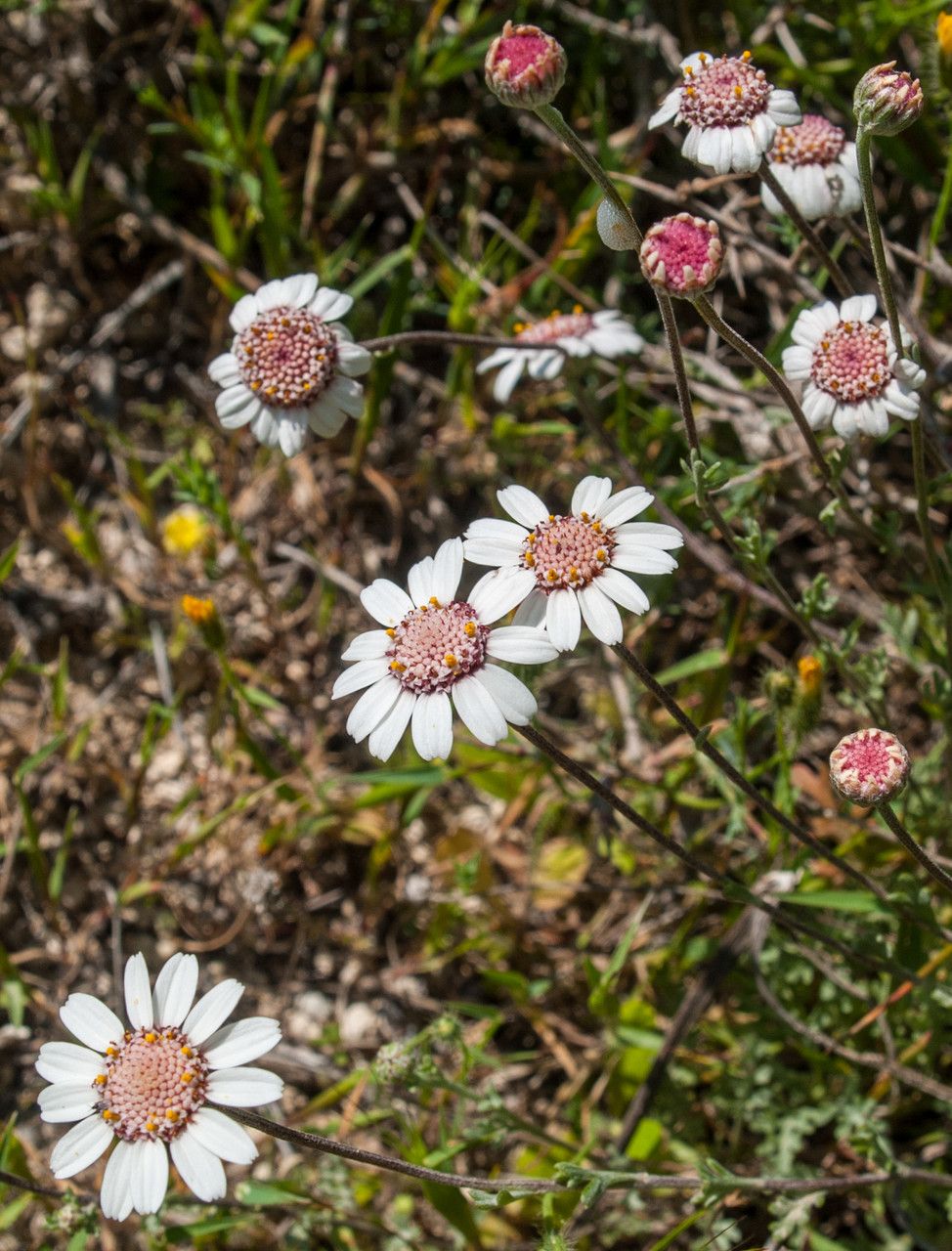 Anthemis tricolor flower