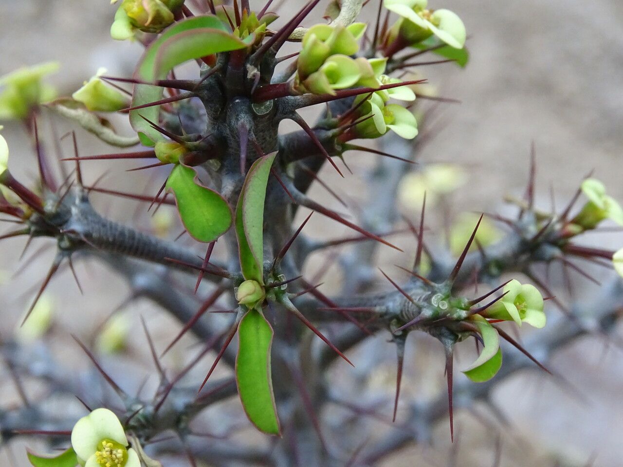 Euphorbia intisy — houseplant care guide