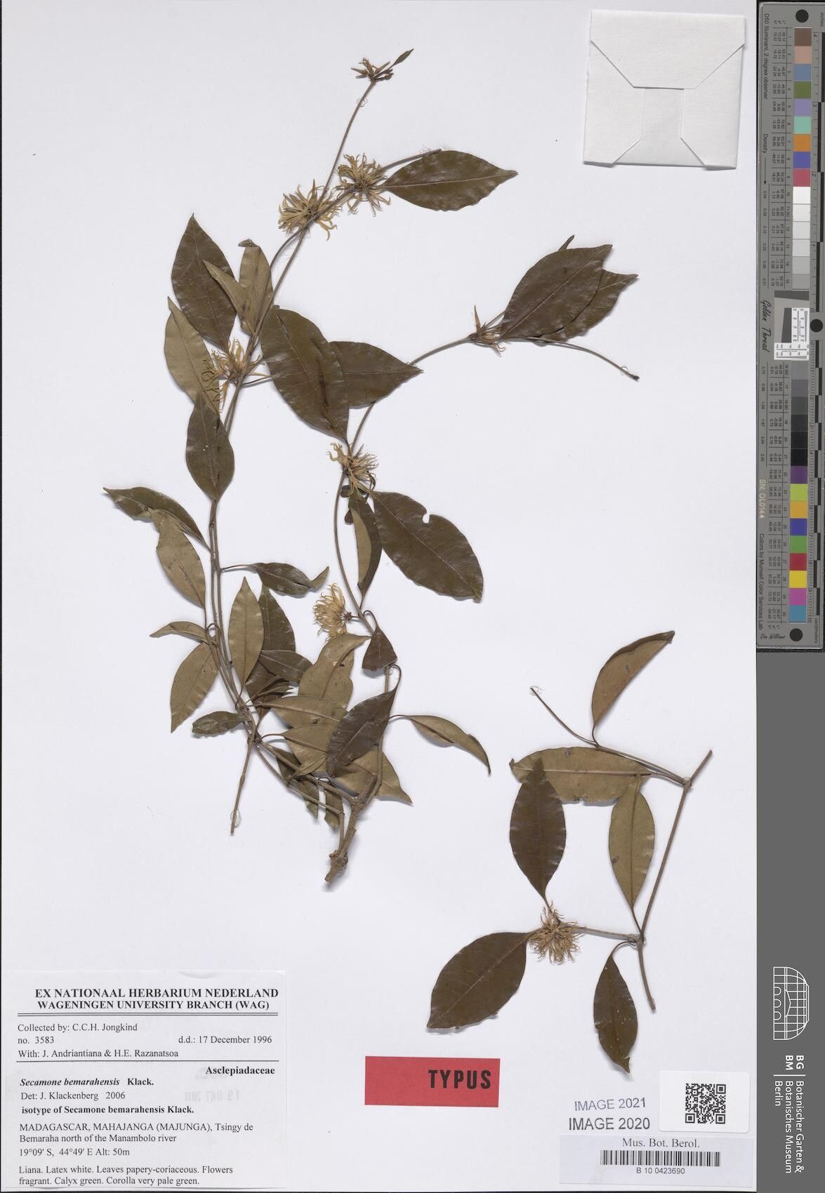 Secamone bemarahensis — related species from the same genus