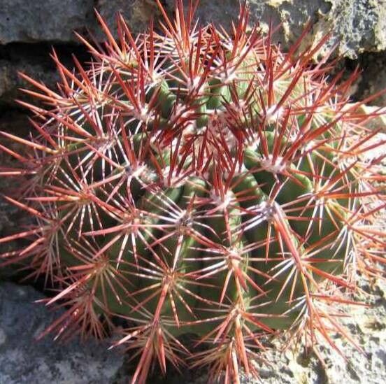 Melocactus macracanthos other