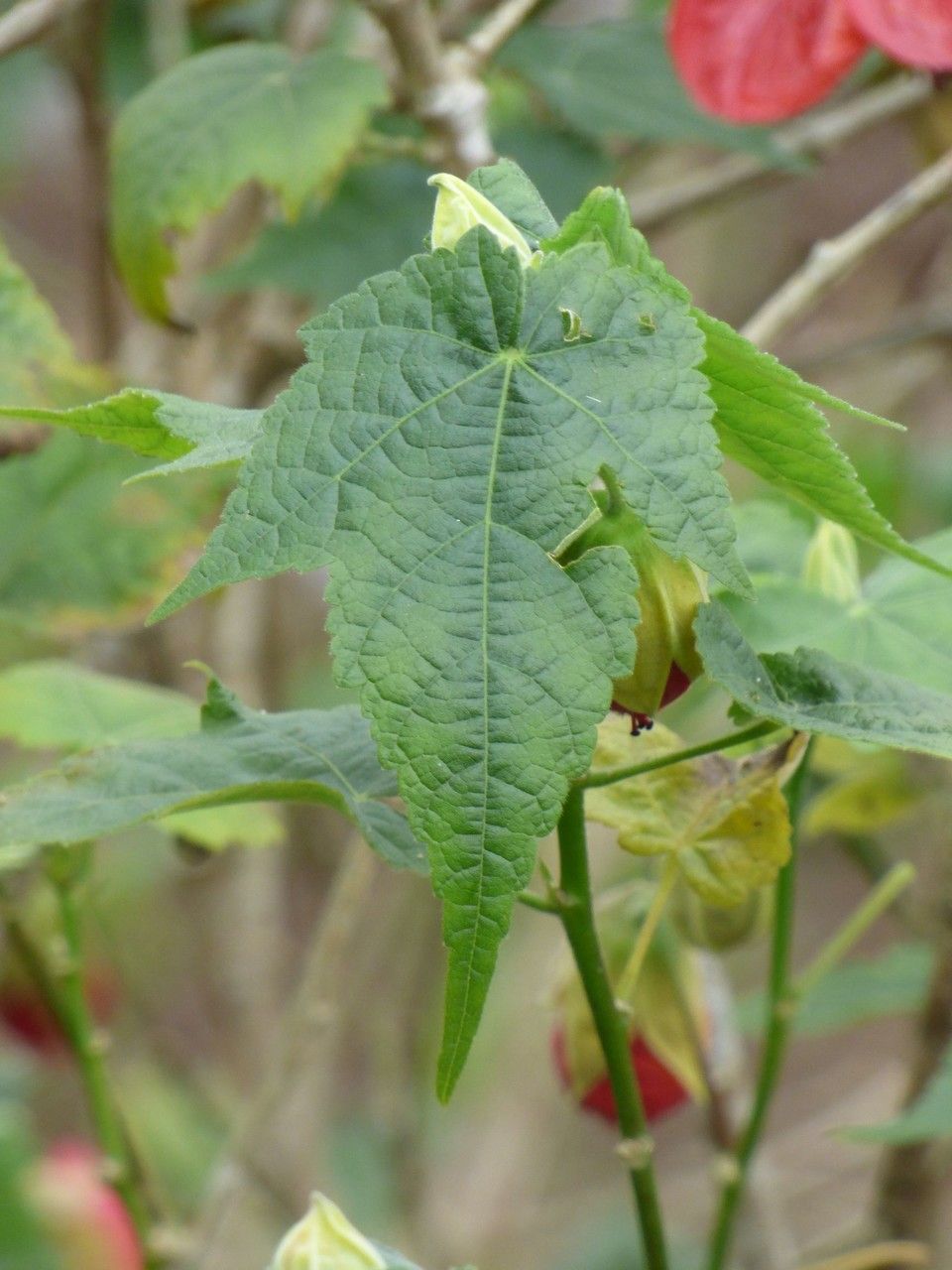 Abutilon striatum leaf