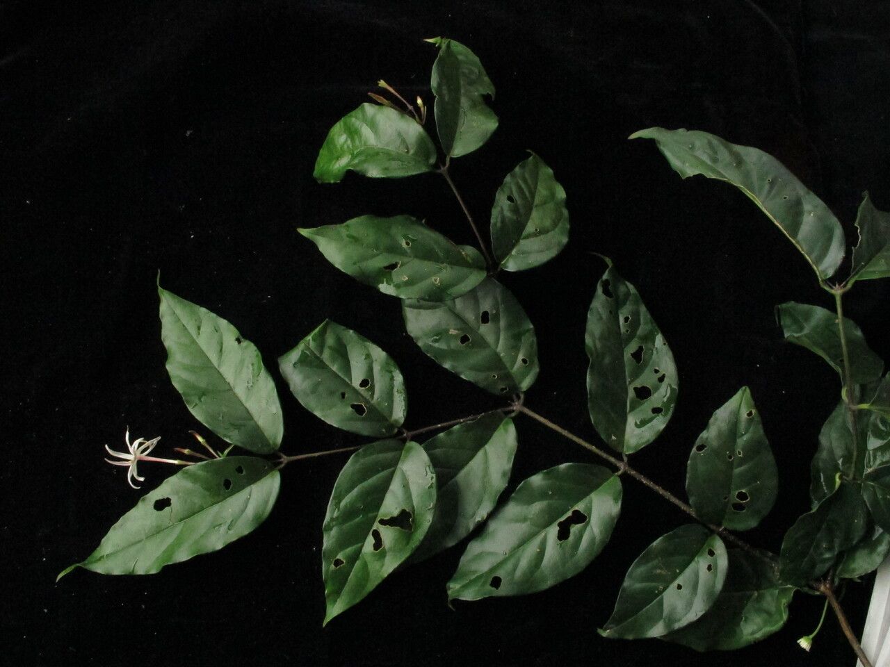 Jasminum nepalense habit